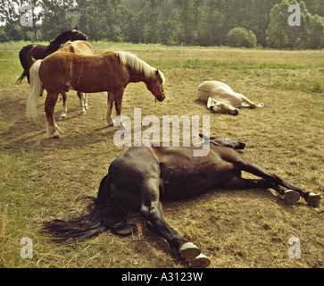 Les chevaux - on meadow Banque D'Images