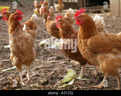 Poulet domestique. (Gallus gallus domesticus). Poules dans une course de poulet. Allemagne Banque D'Images