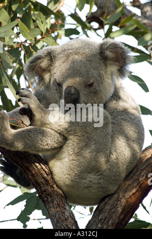 Koala - sitting on tree / Phascolarctos cinereus Banque D'Images