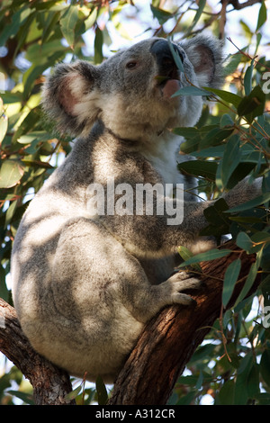 Koala - sitting on tree / Phascolarctos cinereus Banque D'Images