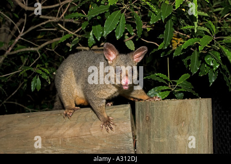 Possum brushtail - sur le tronc de l'arbre / Trichosurus vulpecula Banque D'Images