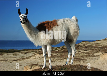 Le lama (Lama glama). Des profils debout dans les dunes. Allemagne Banque D'Images