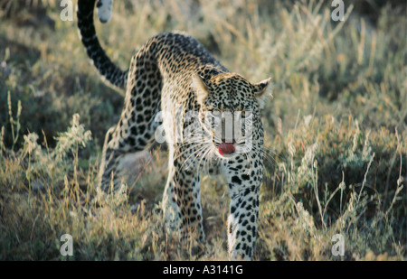 Leopard marche comme il se lance dans une chasse dans la réserve nationale de Samburu, Kenya Afrique de l'Est Banque D'Images