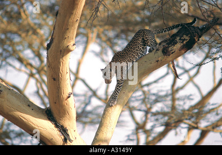 En ordre décroissant de Leopard aboya jaune Acacia dans le Parc National du Serengeti en Tanzanie Banque D'Images