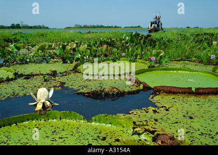 Victoria Amazonica (précédemment connu sous le nom de Victoria regia) nénuphar géant au cours inférieur de l'Amazone Pará au Brésil Banque D'Images