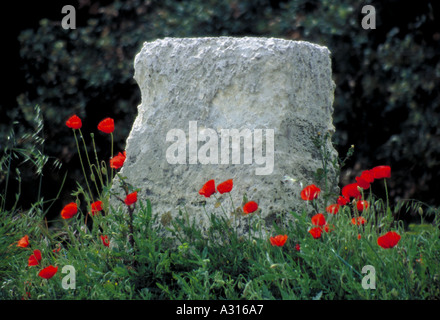 Coquelicots en bordure de la provence Banque D'Images