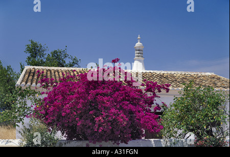 Le Portugal, l'Algarve, sur la cheminée de style mauresque typique maison rustique avec des bougainvillées fleurs Banque D'Images