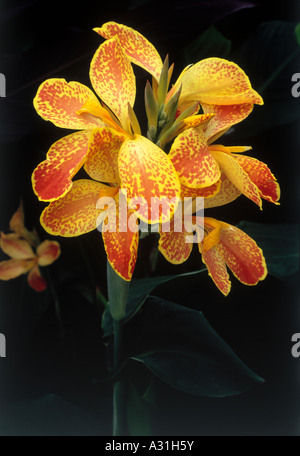 Close up of Canna Indian shot (cannaceae) et bud fleur orange, pétales de rousseur Banque D'Images