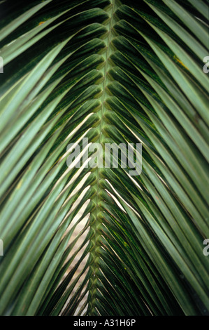 Close up de frondes de palmier bouteille, Hyophorbe lagenicaulis aka Mascarena Banque D'Images