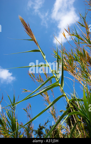 Gros plan du bambou dans l'horticulture contre le ciel bleu Banque D'Images