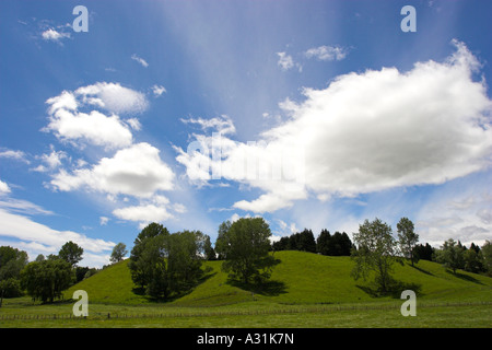 Ciel bleu et les cumulus fournissant une toile de fond d'arbres et de verts pâturages. Comté de Waikato, Nouvelle-Zélande. Banque D'Images