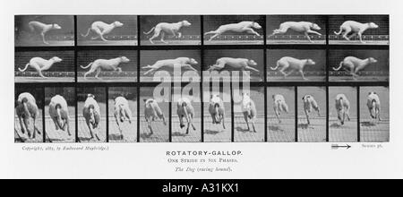 Muybridge chien galop 1 Banque D'Images