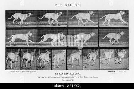 Muybridge chien galop 2 Banque D'Images