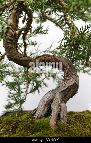 Arbre de bonzaies, Dr Sun Yat-Sen Classical Chinese Garden, Vancouver, Canada Banque D'Images