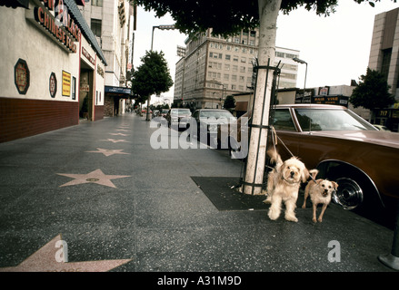 Les chiens attachés à l'arborescence sur le Hollywood Walk of Fame los angeles Banque D'Images