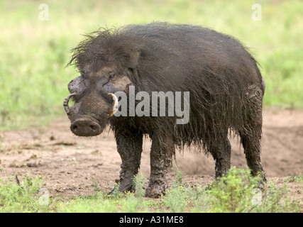 Porc Hylochoerus meinertzhageni forêt géant Banque D'Images