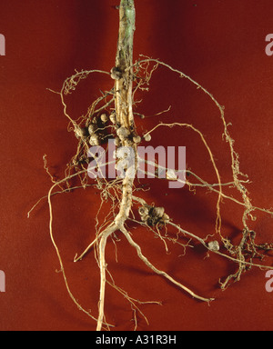 Les nodules des racines de soja contenant des bactéries fixatrices d'azote / 1/2X STUDIO Banque D'Images