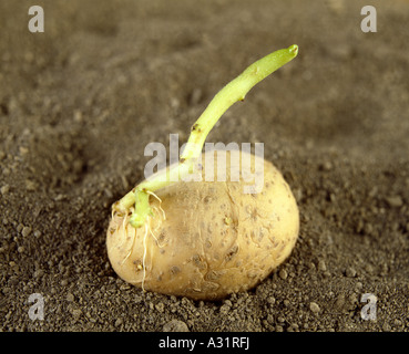 Les choux AVEC DES POMMES DE TERRE DE SEMENCE ET DES RACINES / STUDIO SOLANUM TUBEROSUM Banque D'Images