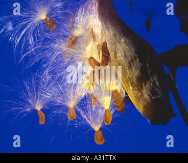 L'asclépiade commune (Asclepias syriaca) / STUDIO Banque D'Images