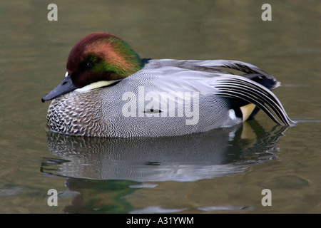 Mâle adulte en plumage nuptial Sarcelle Falcated Banque D'Images