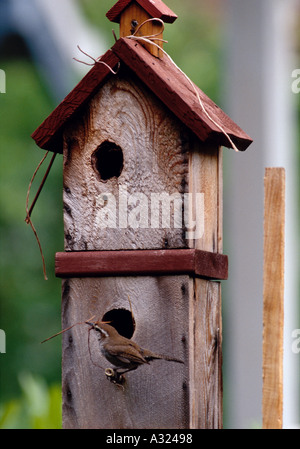 Un Bewwick Wren Thryomanes bewickii perché à l'extérieur d'une maison d'oiseau en bois situé à Seattle Washington Banque D'Images