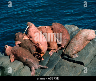 Taureaux morse hisse sur les rochers à l'Île Ronde Alaska Banque D'Images