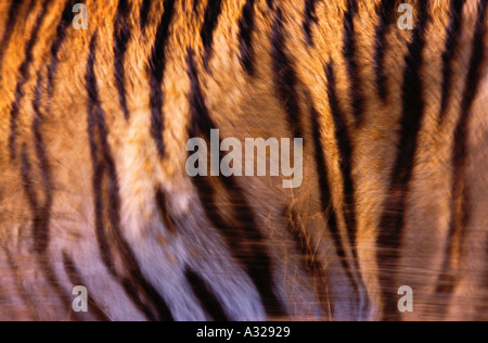 Close up of Siberian tiger tiger vivant sur la peau Banque D'Images