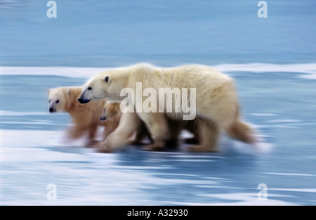 Mère de l'ours polaire et louveteaux Cape Churchill Manitoba Canada Banque D'Images