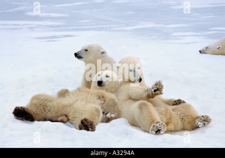 Les ours polaires du Canada Manitoba relaxant Banque D'Images