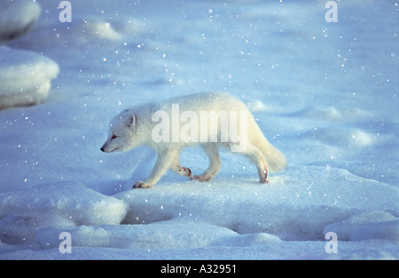 Le renard arctique Manitoba Canada Banque D'Images