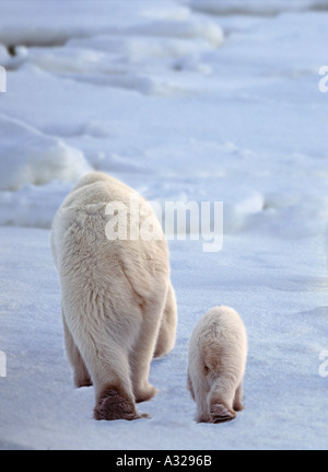 Mère ours polaire et cub cap Churchill Manitoba Canada Banque D'Images