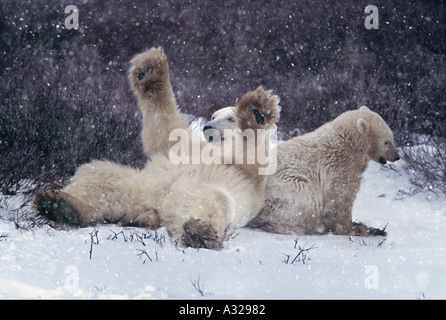 L'ours blanc dans la neige Churchill Manitoba Canada Banque D'Images