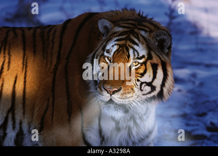 Tigre de Sibérie en fin d'après-midi la Chine Banque D'Images