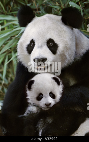 La mère Panda cub Sichuan Chine Banque D'Images