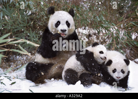 La mère Panda et lits d'oursons dans la neige Chine Sichuan Banque D'Images