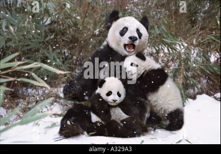 La mère Panda et lits d'oursons dans la neige Chine Sichuan Banque D'Images