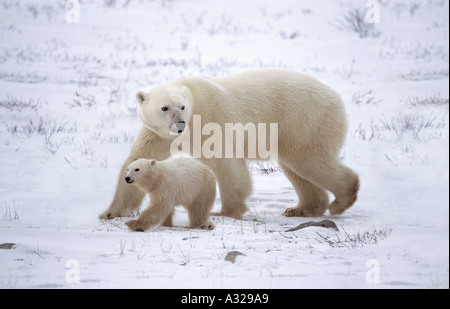 Mère ours polaire et cub Churchill Manitoba Canada Banque D'Images