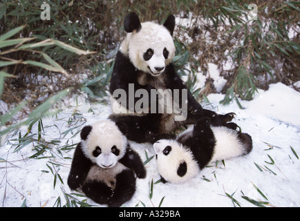 La mère Panda et lits d'oursons dans la neige Chine Sichuan Banque D'Images