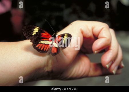 2440 Elk222 Géorgie Callaway Gardens Cecil Day Butterfly Center Banque D'Images