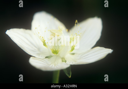 Close up de la fleur blanche d'herbe du Mont Parnasse ou Parnassia palustris sur un fond sombre Banque D'Images