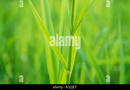 Close up of fresh les jeunes tiges et les feuilles vert pâle de roseau commun Phragmites australis ou plus avec en arrière-plan Banque D'Images