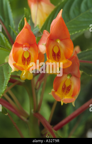 Impatiens auricoma × bicaudata (sapin baumier, Busy Lizzie.) Close up d'orange et de fleurs jaunes. Banque D'Images