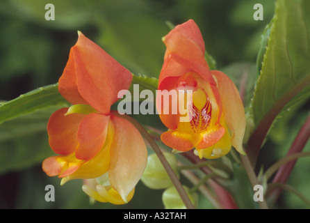 Impatiens auricoma × bicaudata (sapin baumier, Busy Lizzie.) Close up d'orange et de fleurs jaunes. Banque D'Images