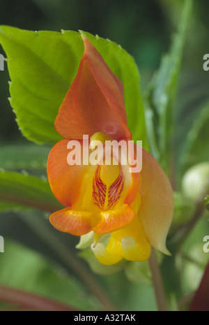 Impatiens auricoma × bicaudata (sapin baumier, Busy Lizzie.) Close up d'orange et de fleurs jaunes. Banque D'Images