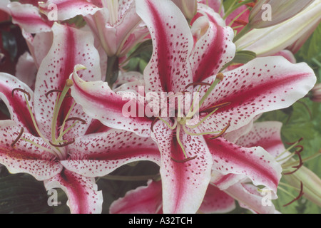 Lilium 'Dizzy' Oriental (Lily) Close up of red and white lily fleurs. Banque D'Images