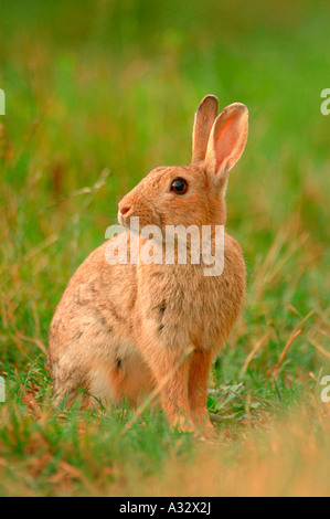 Jeune Lapin assis dans l'herbe haute Banque D'Images