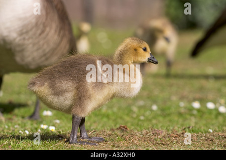 Canada goose gosling grignoter sur l'herbe Banque D'Images