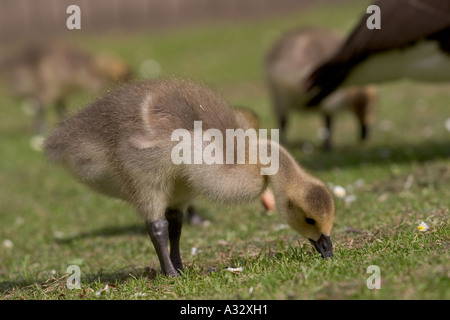 Canada goose gosling grignoter sur l'herbe Banque D'Images