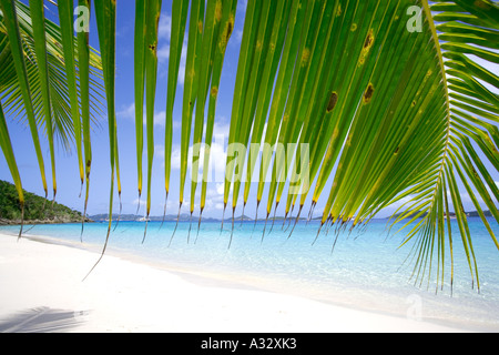 Palmier qui pèsent sur la plage tropicale dans les îles Vierges, des Caraïbes Banque D'Images