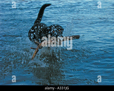 PR chien noir dans la récupération de l'eau transportant un gros bâton long log Banque D'Images